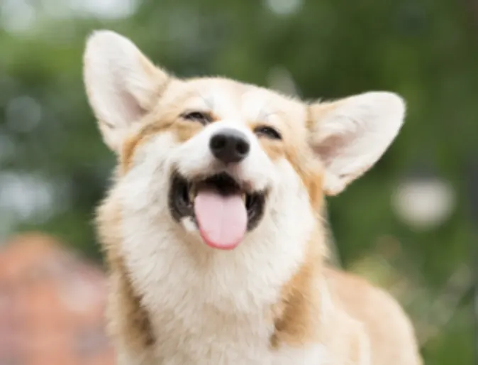 Happy Corgi (Dog) Sticking its Tongue Out